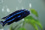 Melanochromis Arten (maingano)